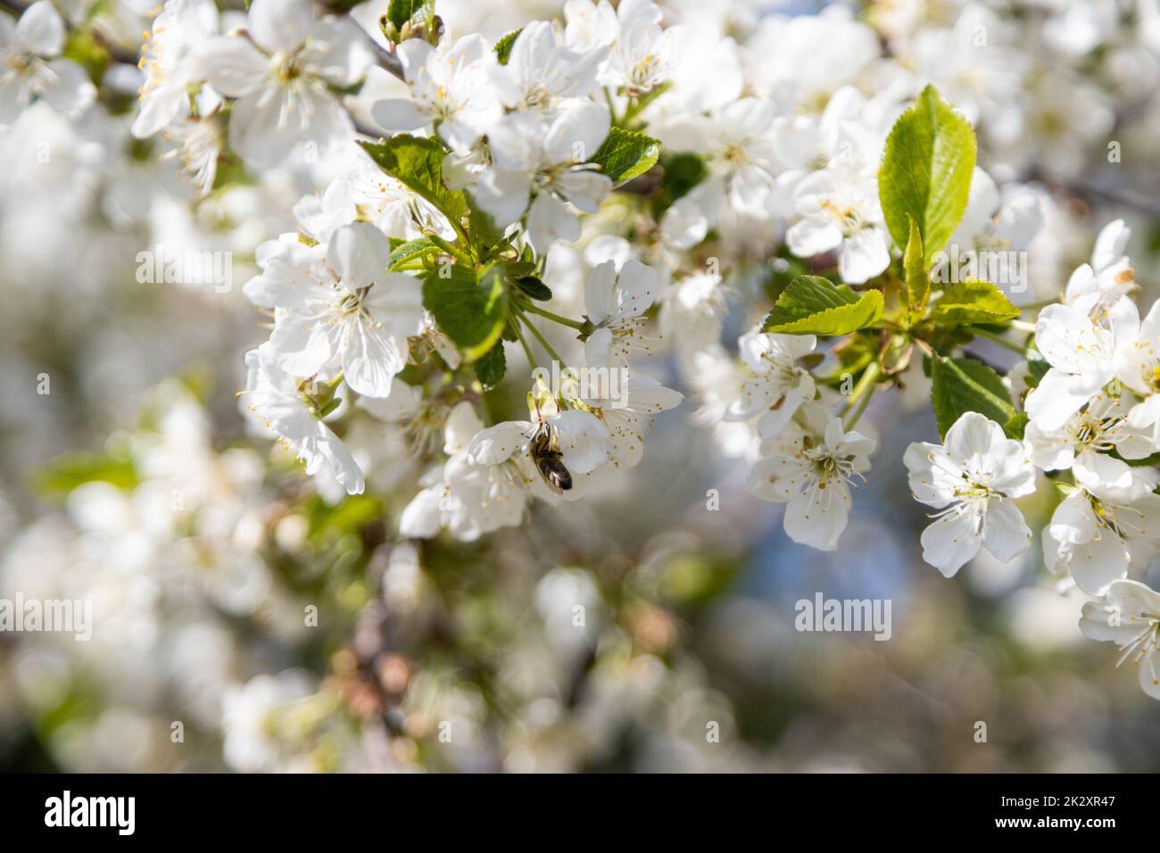 Une abeille recueille le pollen dans les fleurs d'un cerisier aigre. Banque D'Images