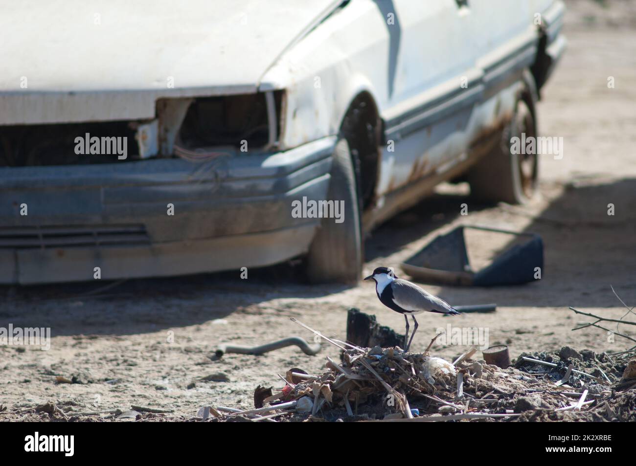 lapwing à ailes en épi sur une pile de déchets et voiture abandonnée. Banque D'Images