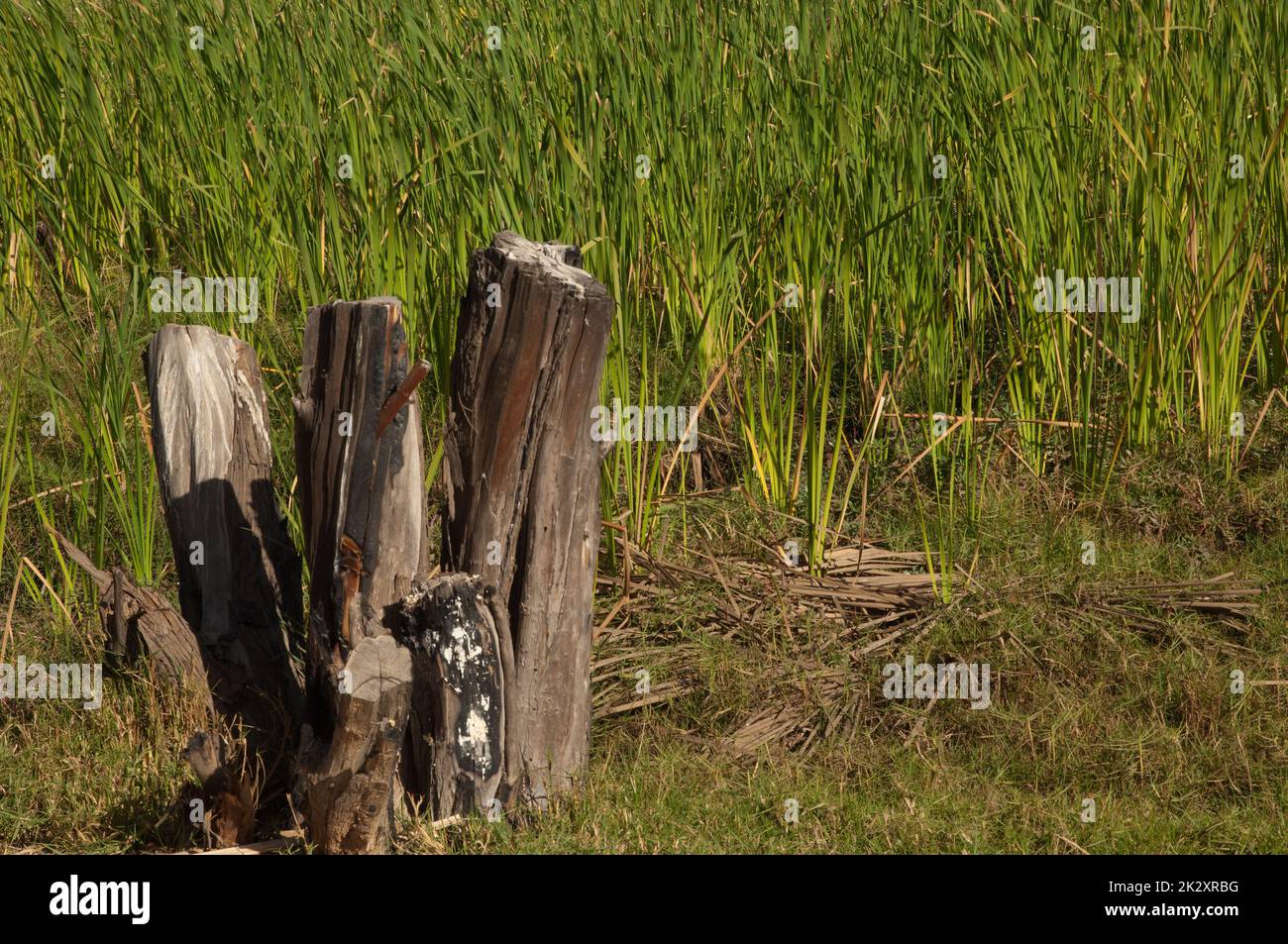 Arbre coupé dans le parc national des oiseaux du Djoudj. Banque D'Images