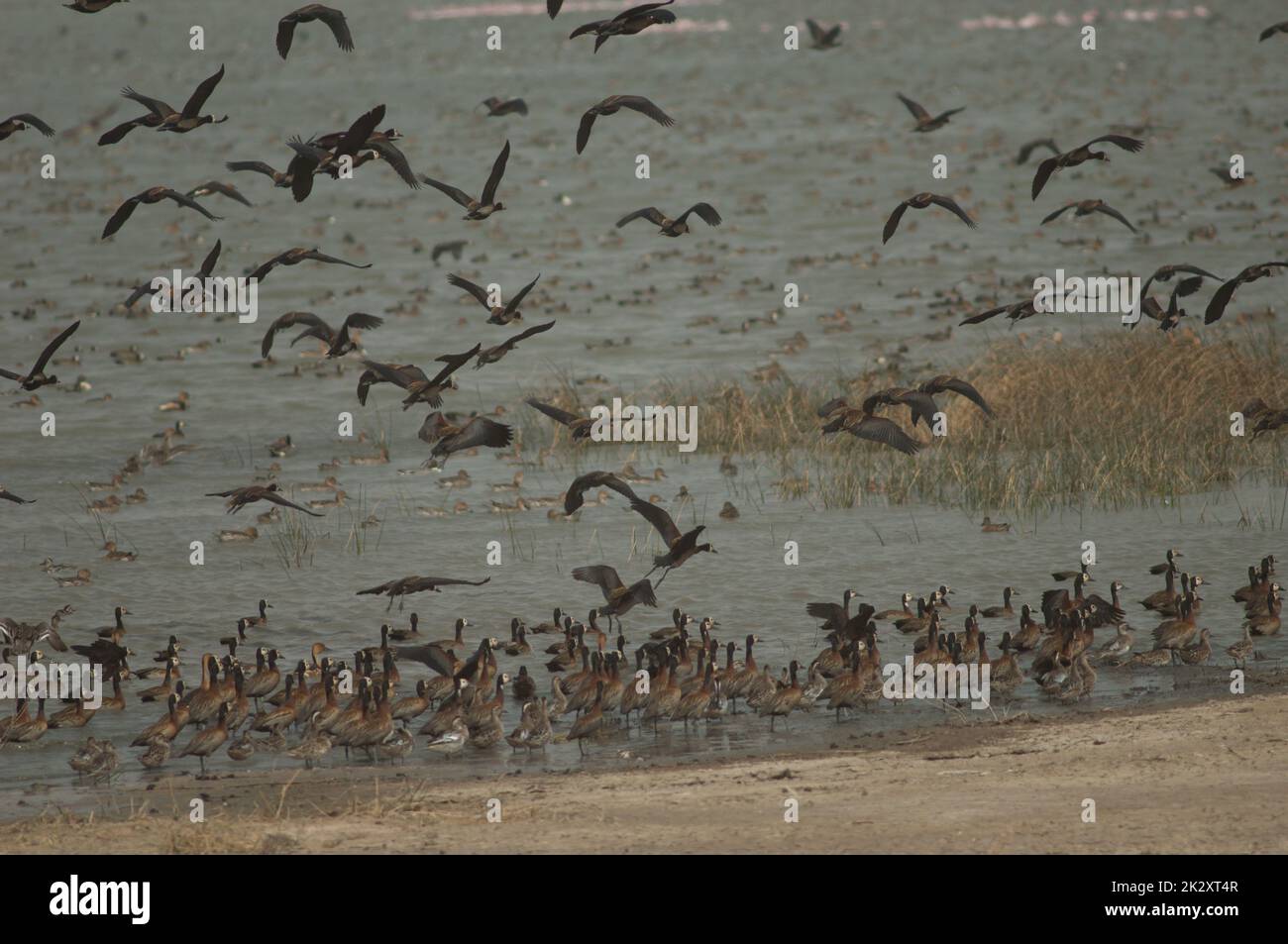 Canards sifflants à face blanche Dendrocygna viduata dans un lagon. Banque D'Images