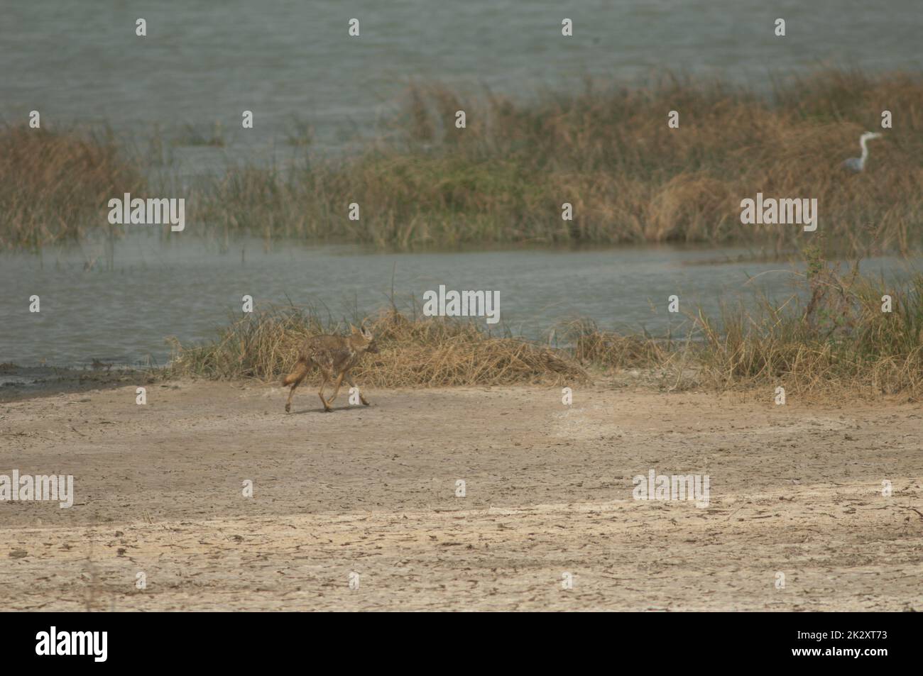 Loup doré africain à côté d'un lagon. Banque D'Images