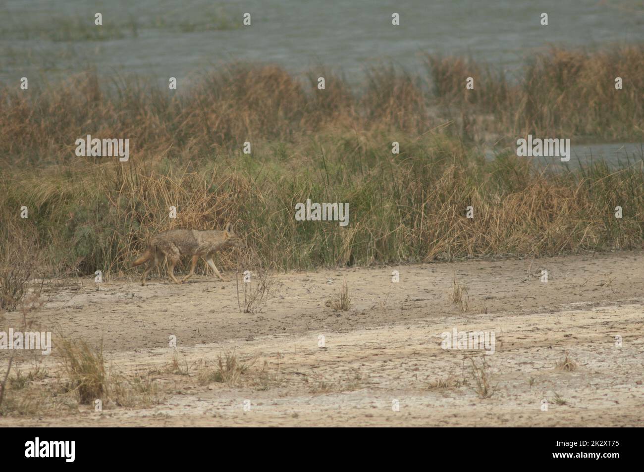 Loup doré africain à côté d'un lagon. Banque D'Images