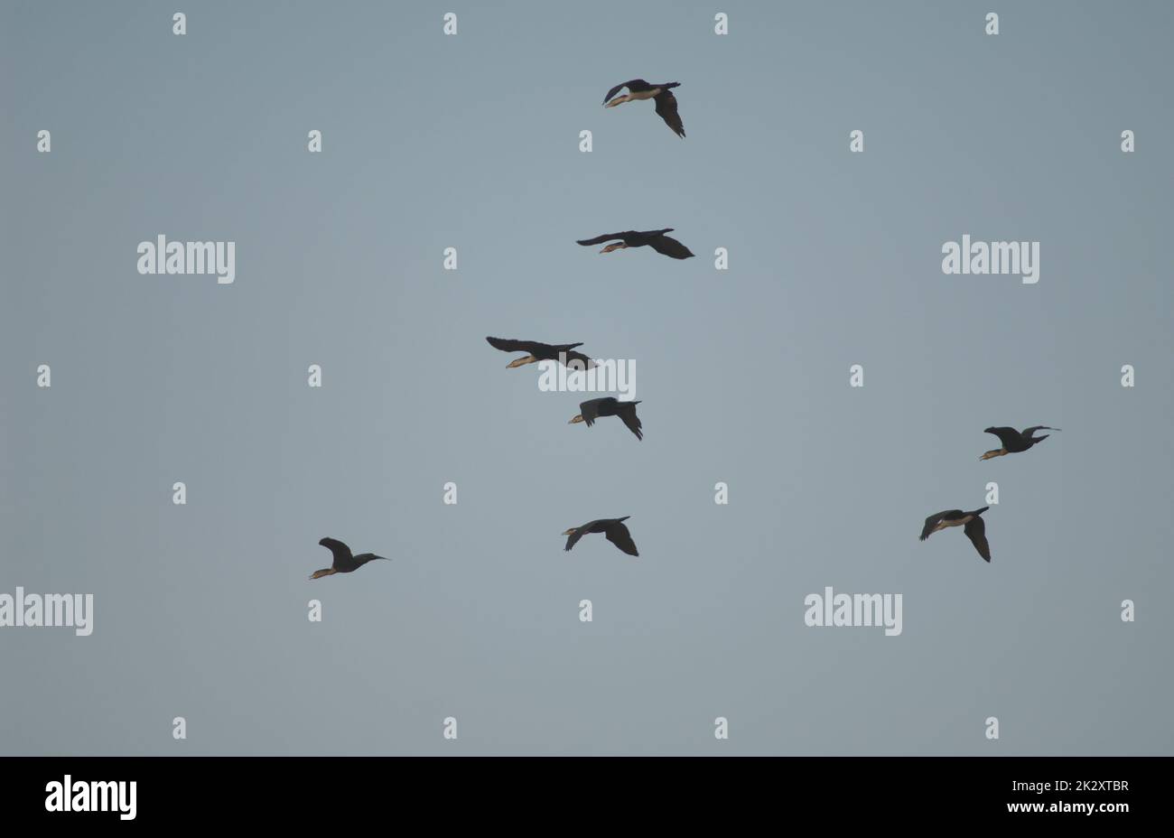 Troupeau de grands cormorans Phalacrocorax carbo en vol. Banque D'Images