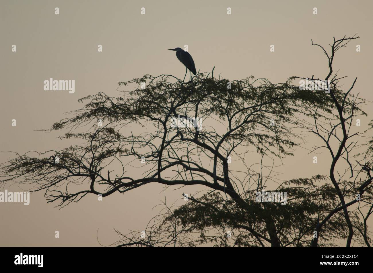 Héron gris Ardea cinerea sur un arbre à l'aube. Banque D'Images