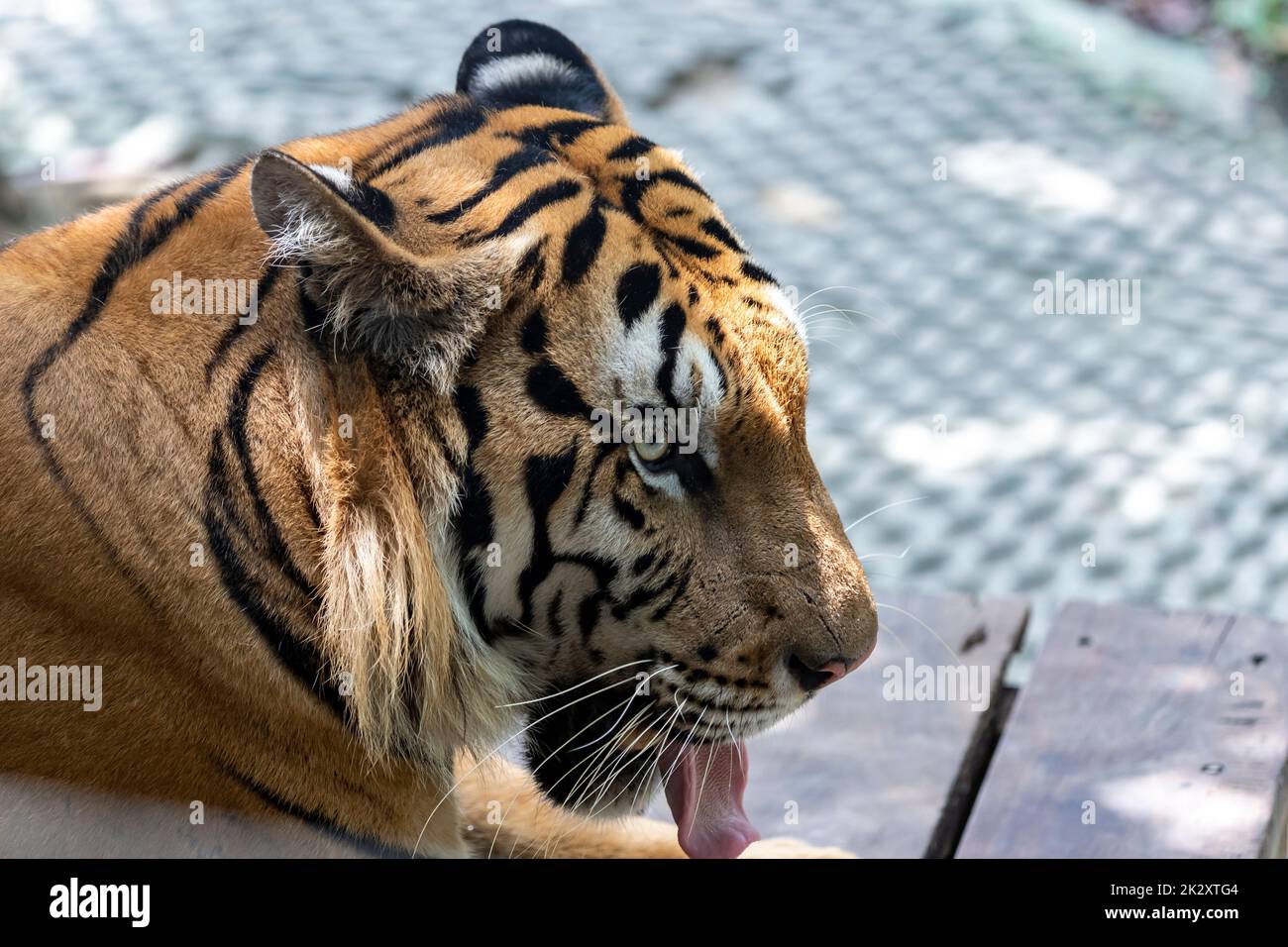 Une photo de la tête d'un tigre face à la droite tout en collant sa langue dehors pour se rafraîchir lors d'une journée chaude en Thaïlande. Banque D'Images