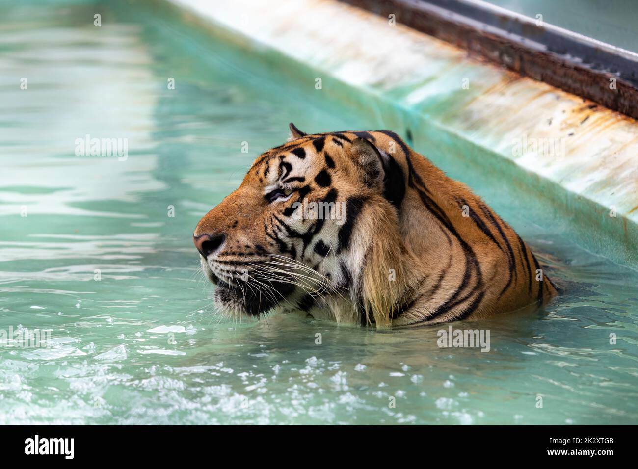 Photo de la tête d'un tigre face à la gauche tout en se baignant dans l'eau, en errant autour de réfléchir à lui. "Parce que sommeil et s'ennuient un jour chaud, en Thaïlande. Banque D'Images