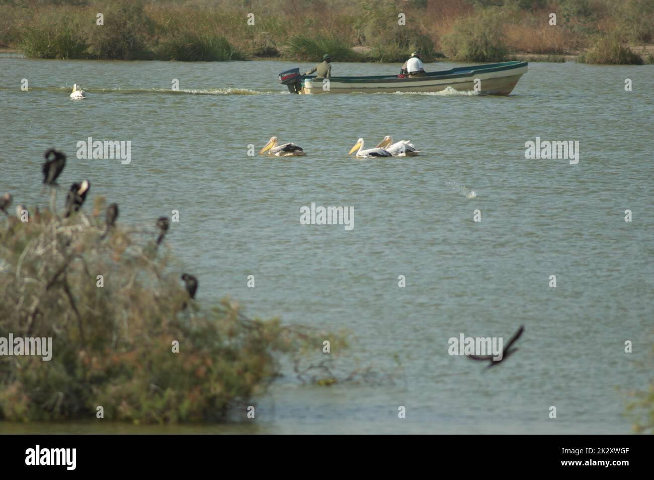 Grands pélicans blancs et rangers du parc national sur un bateau. Banque D'Images