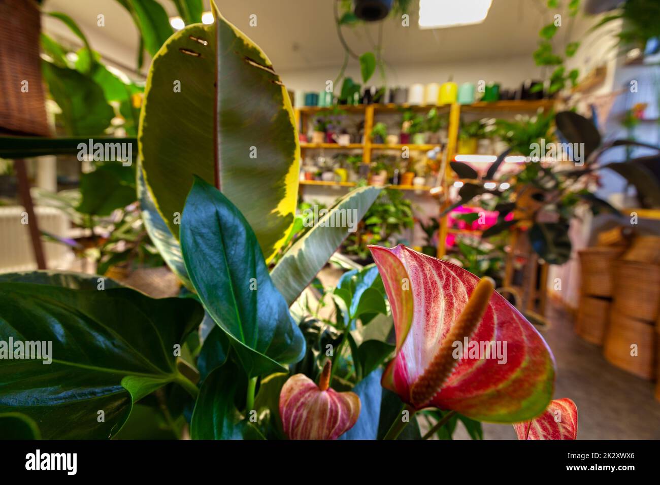 Une image d'une boutique de fleurs avec des plantes en pot exotiques. Banque D'Images
