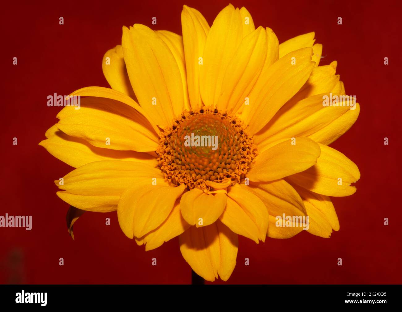 Fleur jaune gros plan botanique Heliopsis helianthoides famille compositae grand format métal imprime des photos de la nature de haute qualité Banque D'Images
