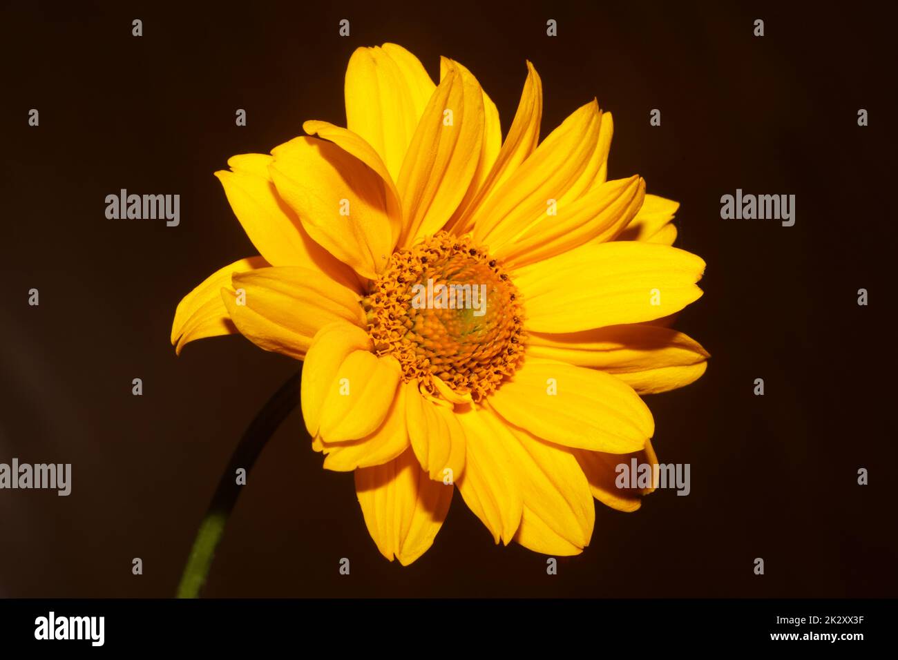 Fleur jaune gros plan botanique Heliopsis helianthoides famille compositae grand format métal imprime des photos de la nature de haute qualité Banque D'Images