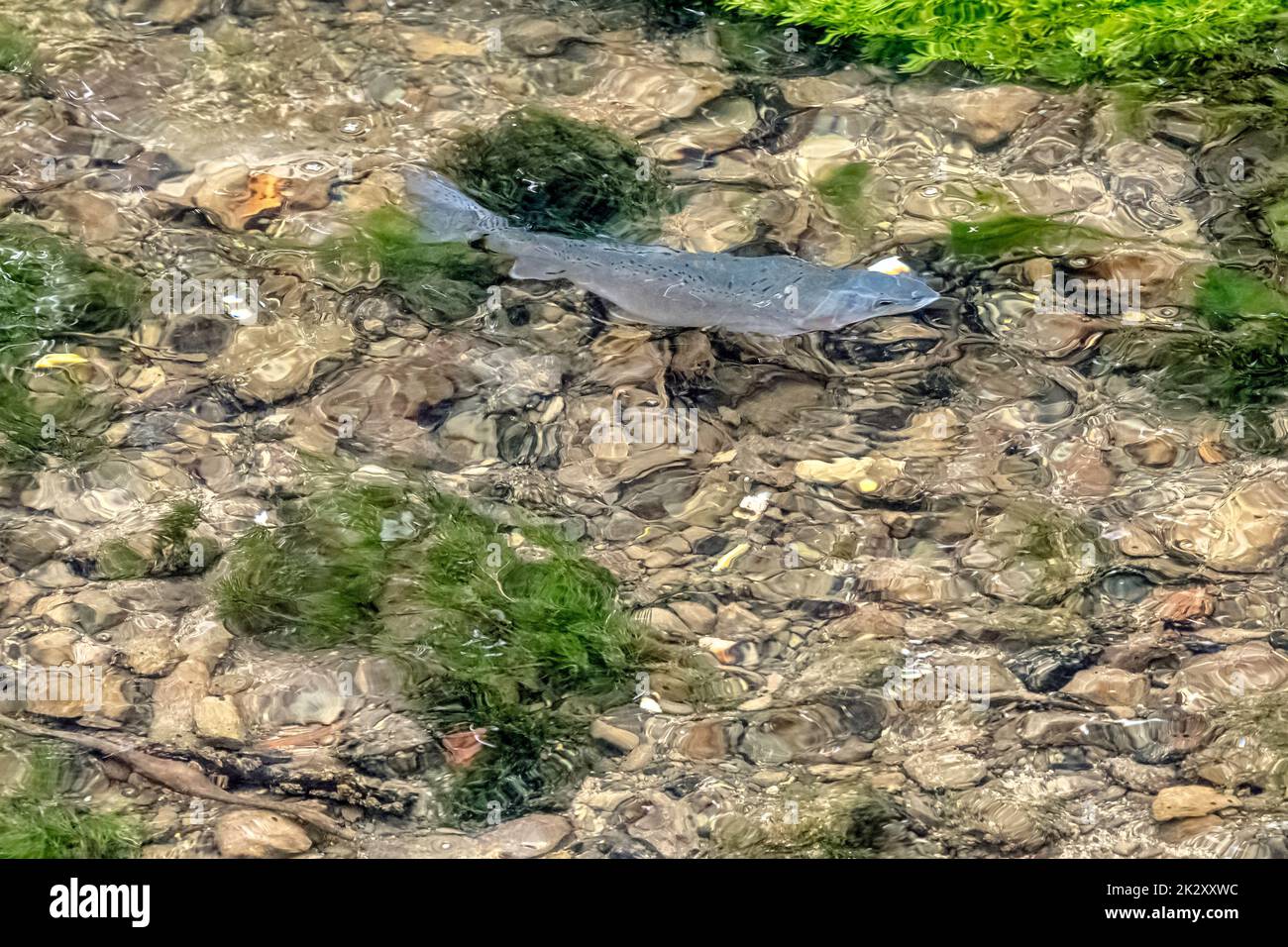 Truite arc-en-ciel (Oncorhynchus mykiss) adulte dans River Coln - Bibury, Gloucestershire, Royaume-Uni Banque D'Images