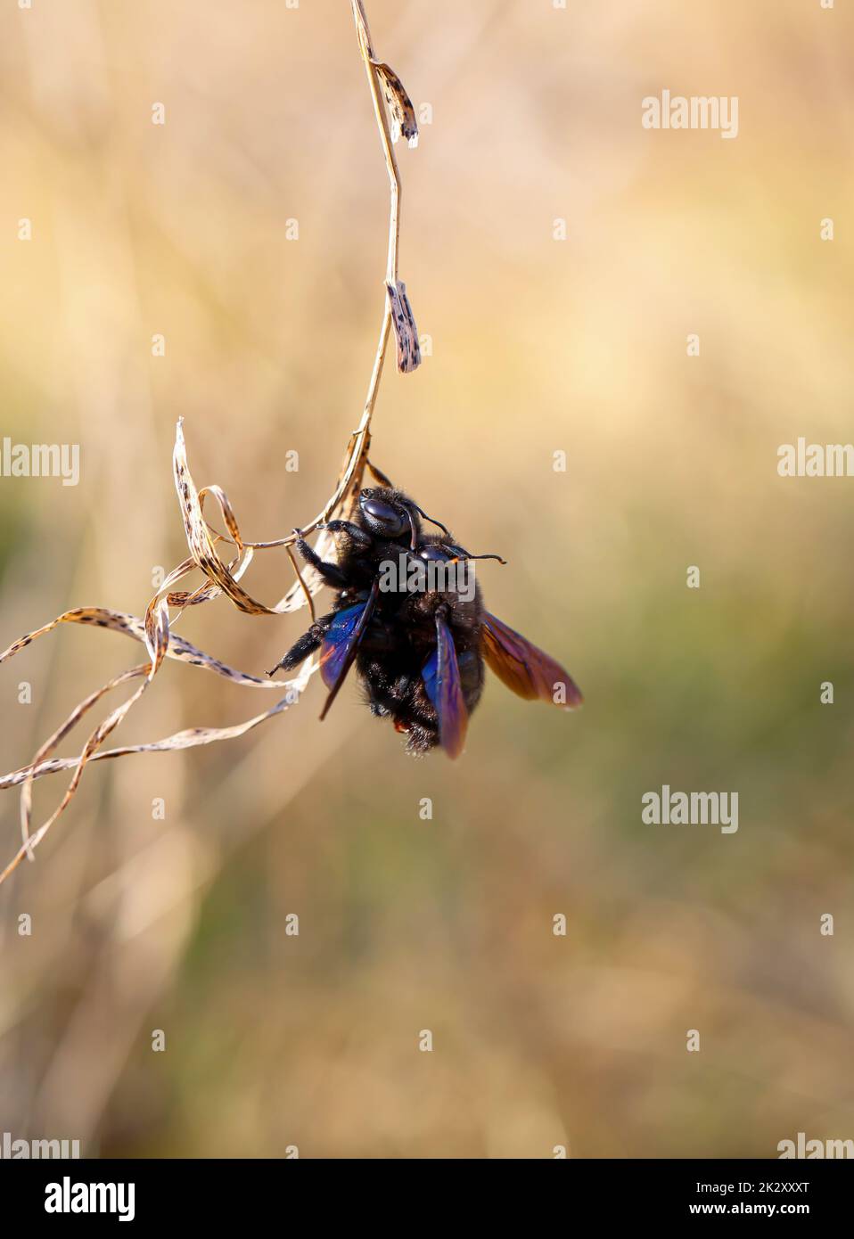 Un portrait d'une abeille en bois bleu-noir (Xylocopa violacea), une véritable abeille. Banque D'Images