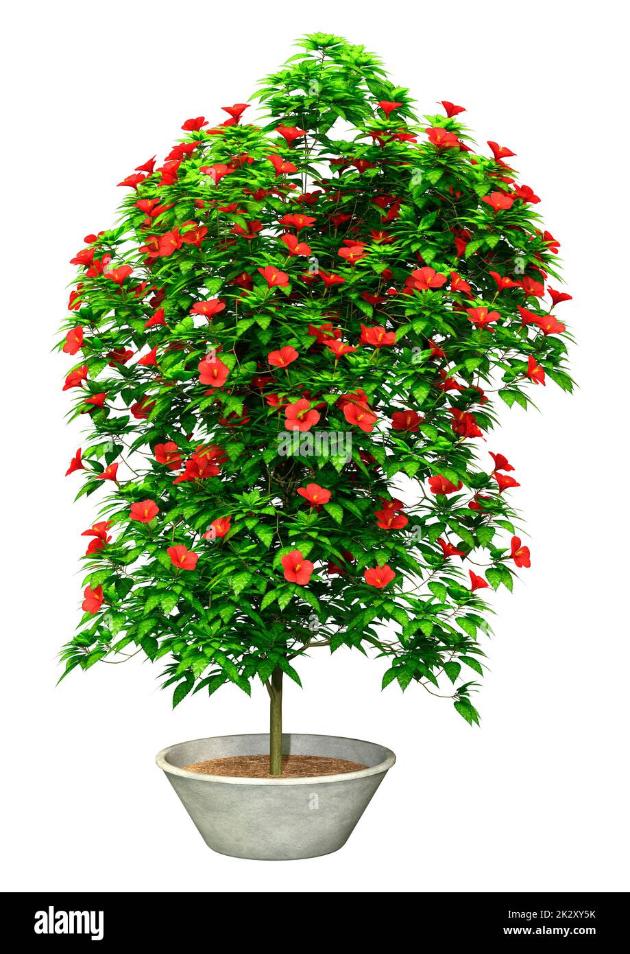 3D rendu de la plante Hibiscus sur blanc Banque D'Images