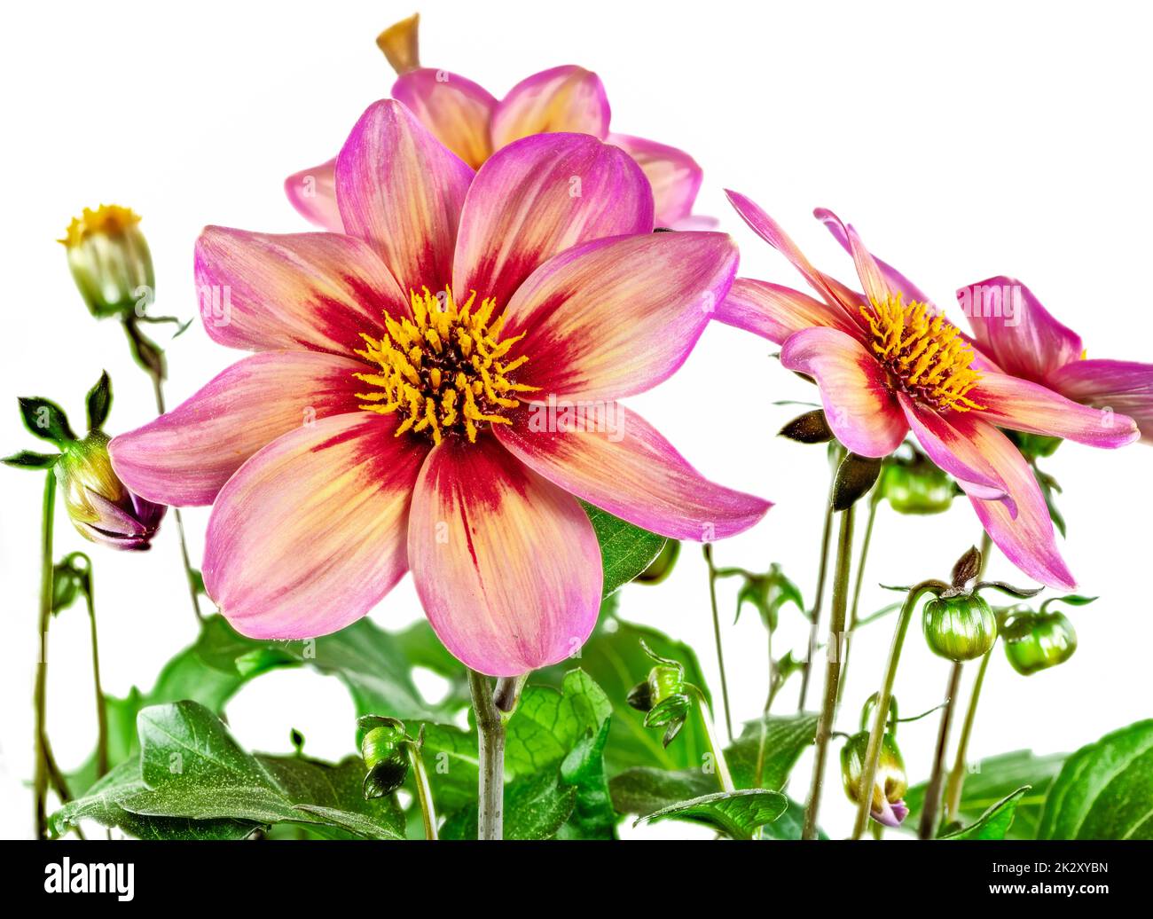 Fleurs de dahlia isolées Banque D'Images