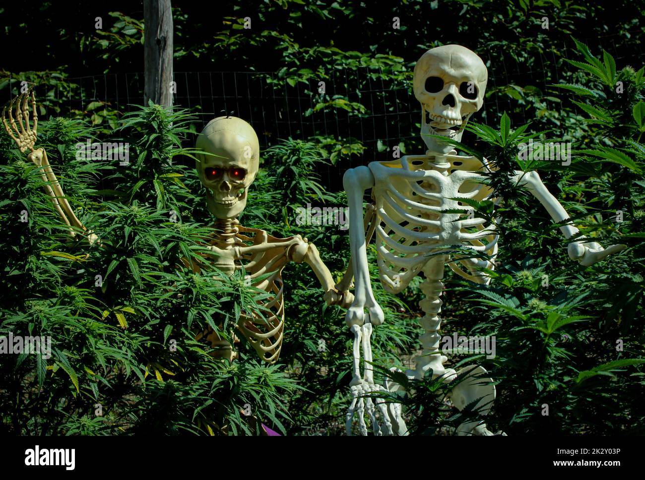 Un couple de squelettes traînaient dans un champ de marijuana Banque D'Images