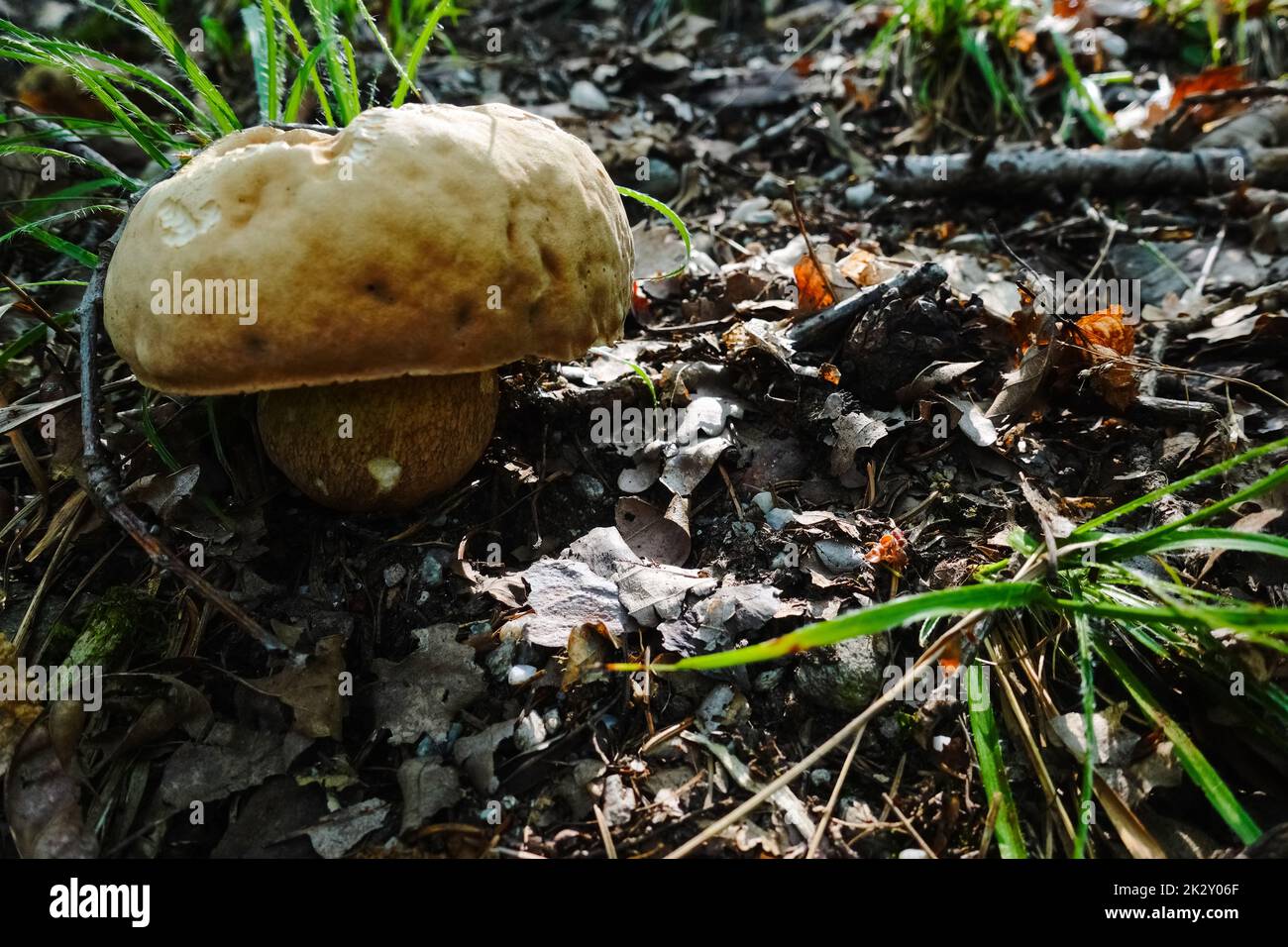 grand boletus d'été frais sur le sol de la forêt Banque D'Images