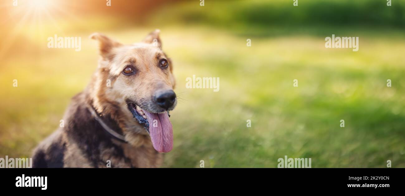 Portrait d'un chien heureux et adorable dans la nature le jour ensoleillé. Banque D'Images