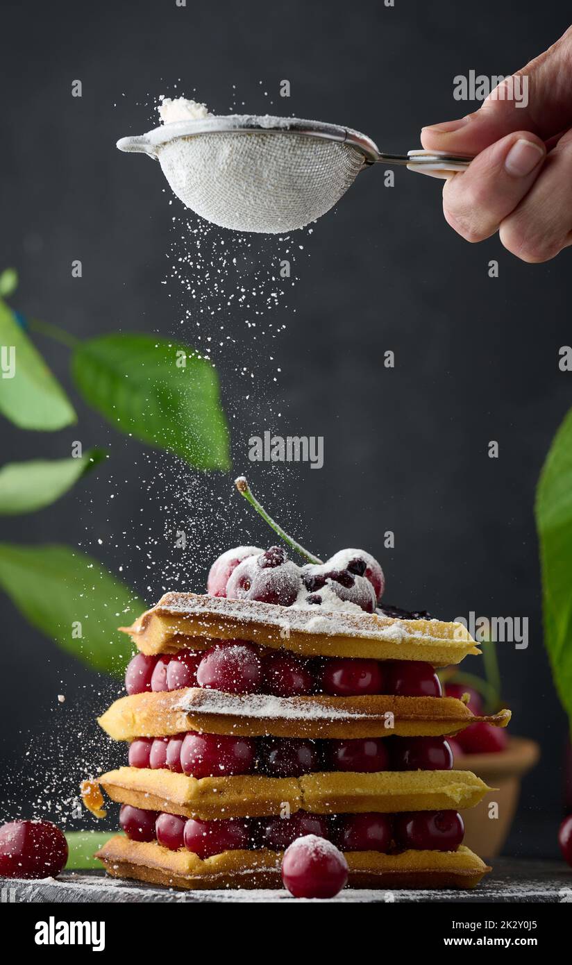 Pile de gaufres belges cuites au four avec des cerises rouges mûres saupoudrées de sucre en poudre, petit déjeuner Banque D'Images