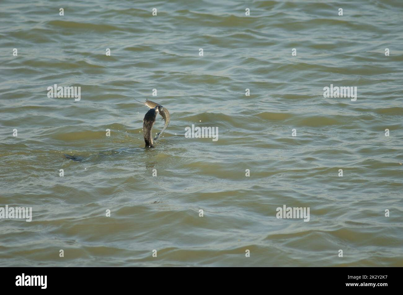 Grand cormoran Phalacrocorax carbo avec un poisson-chat. Banque D'Images