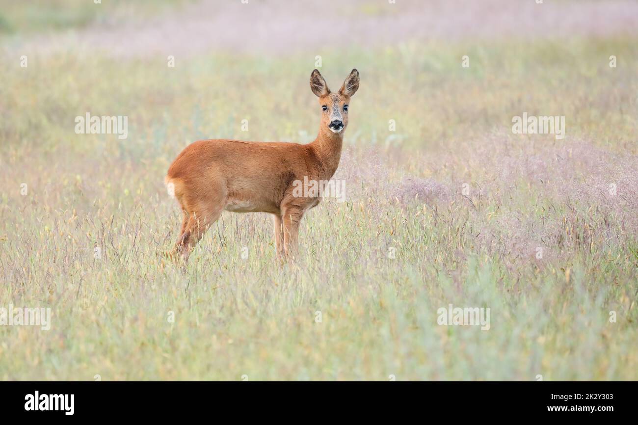 Le cerf de Virginie surpris, le capreolus capreolus, fraie en regardant la caméra depuis la vue de face sur la prairie Banque D'Images
