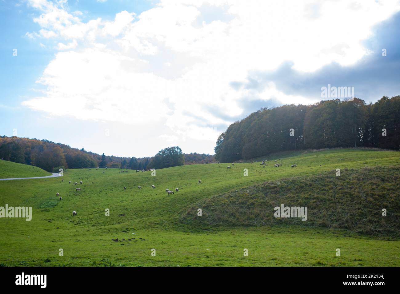 Vue sur les forêts de Cansiglio en automne. Paysage de la nature Banque D'Images