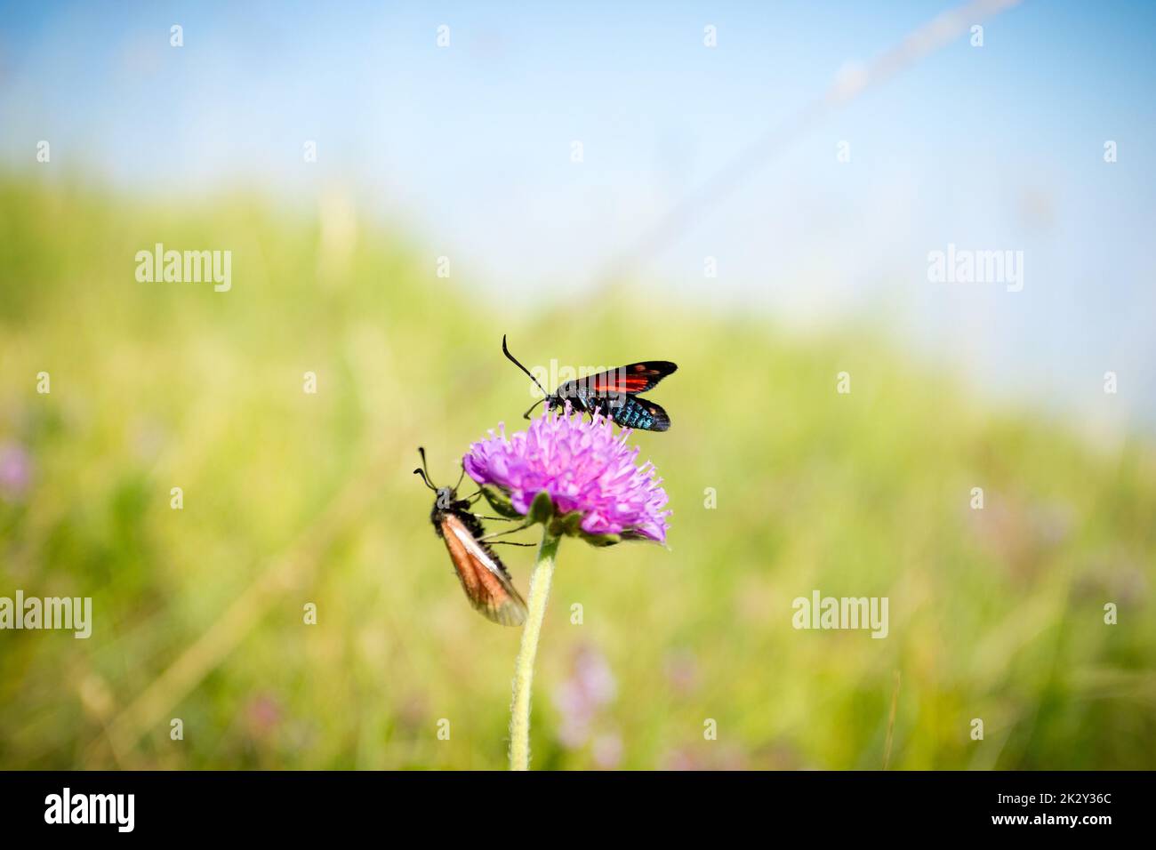 Écarlate tiger Moth sur la fleur de trèfle gros plan. Banque D'Images