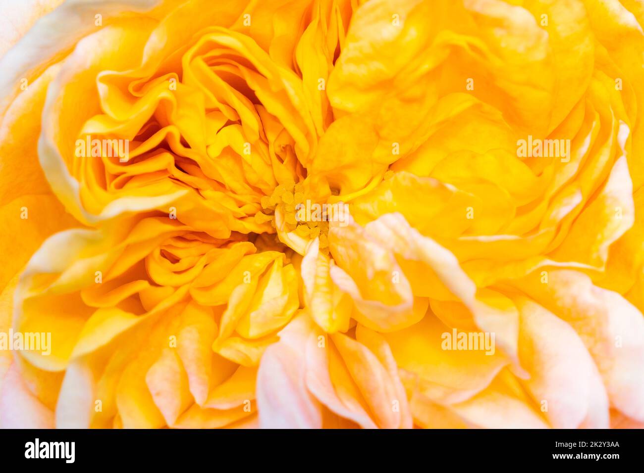 Gros plan de couleur jaune fleur Banque D'Images