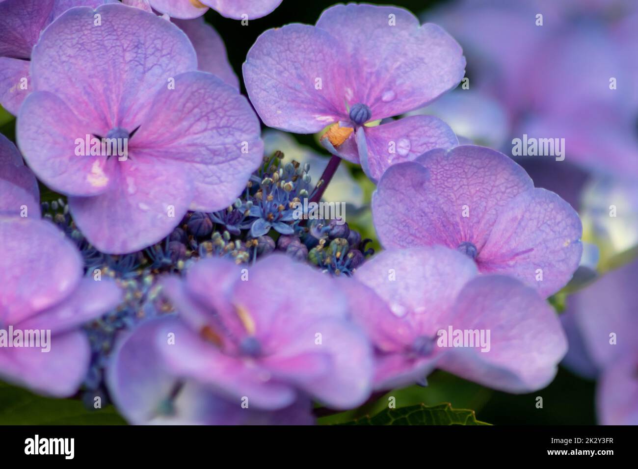 Fleurs bleu tendre avec un foyer sélectif comme foyer avant vert flou arrière-plan montrent la fragilité de la beauté naturelle paysage idyllique de jardin dans les villes urbaines guérilla jardinage Banque D'Images