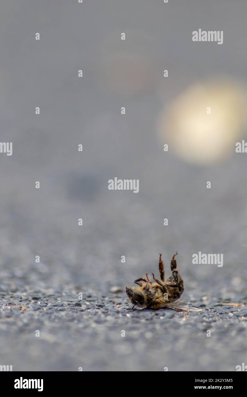 L'abeille morte au sol empoisonnée ou