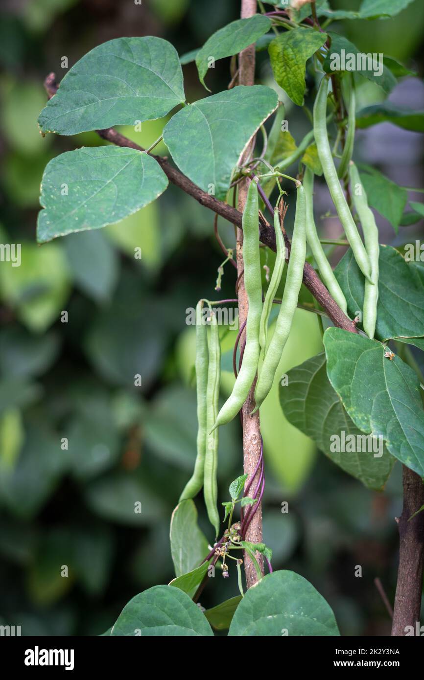 gros plan de plante de haricots verts avec des haricots suspendus, également connu sous le nom de haricots français, de haricots à cordes ou de boutons-pression, vigne végétale à croissance rapide en foyer doux Banque D'Images