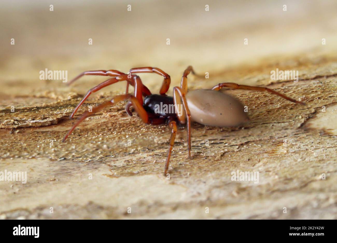 Gros plan d'une araignée à six yeux. C'est une famille des véritables araignées de Web. Banque D'Images