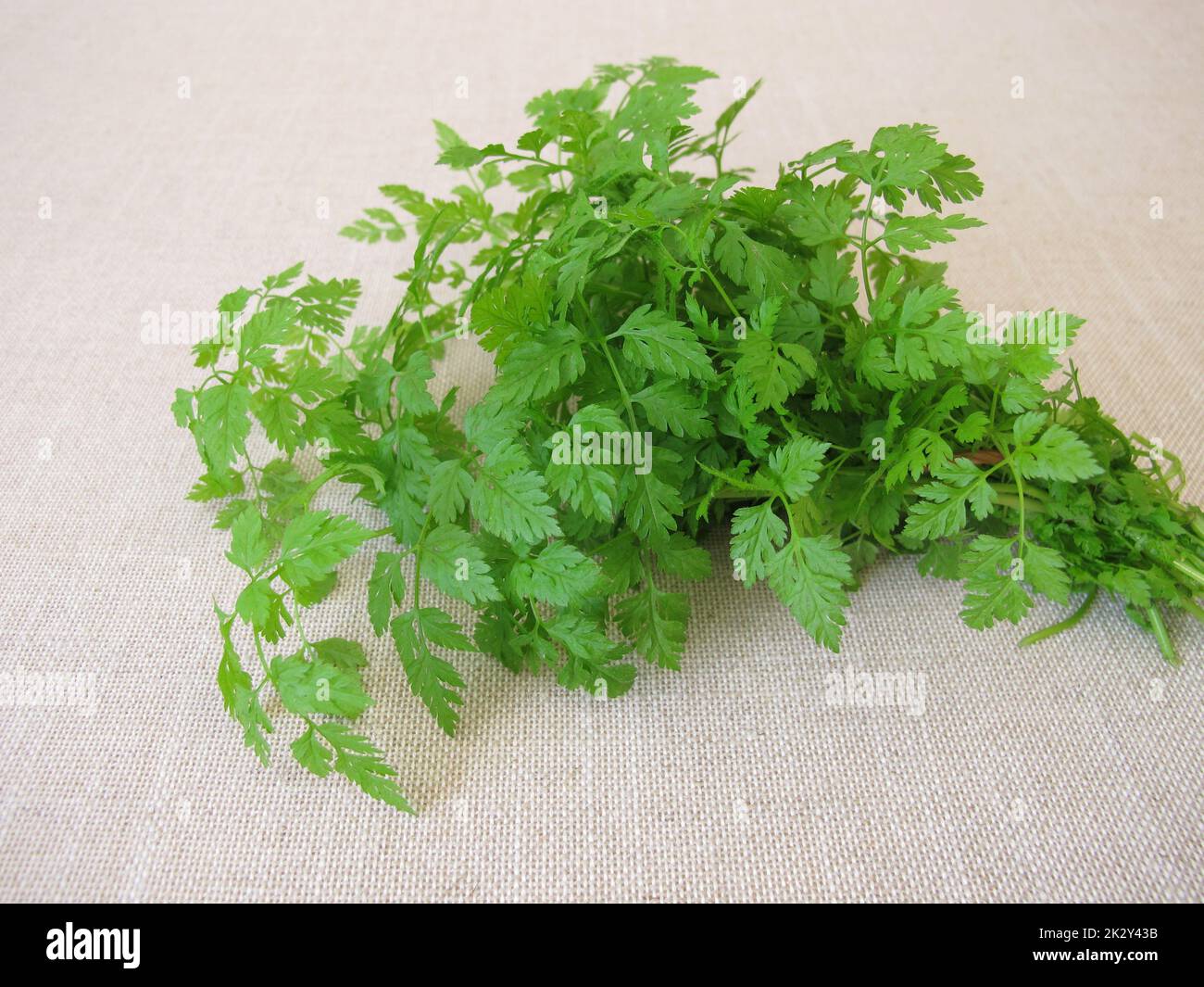 Un bouquet d'herbes avec cerfeuil frais de jardin, anthriscus cerefolium Banque D'Images