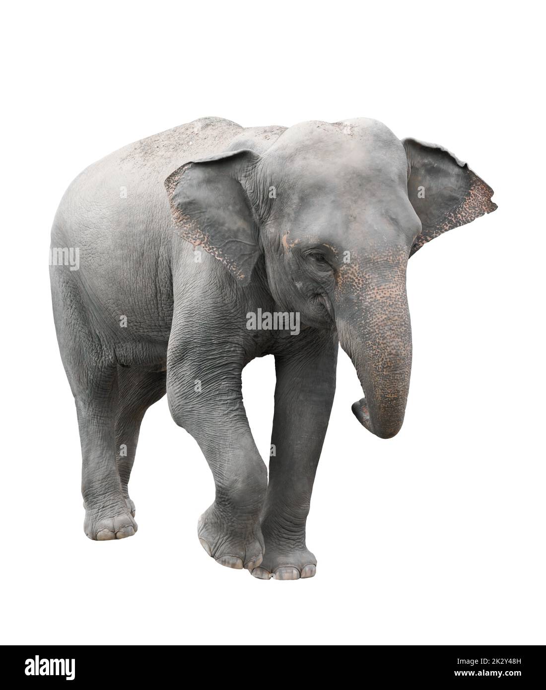 asie éléphant isolé fond blanc Banque D'Images