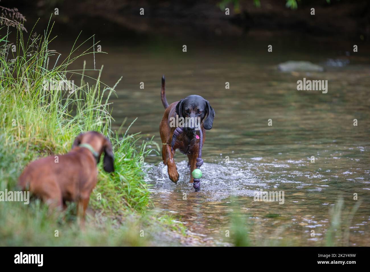 chien de montagne bavarois avec un chiot jouant Banque D'Images