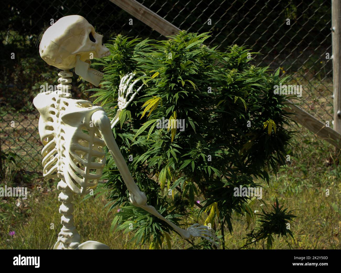 Un squelette heureux mort qui a planté une plante de marijuana dans le jardin Banque D'Images
