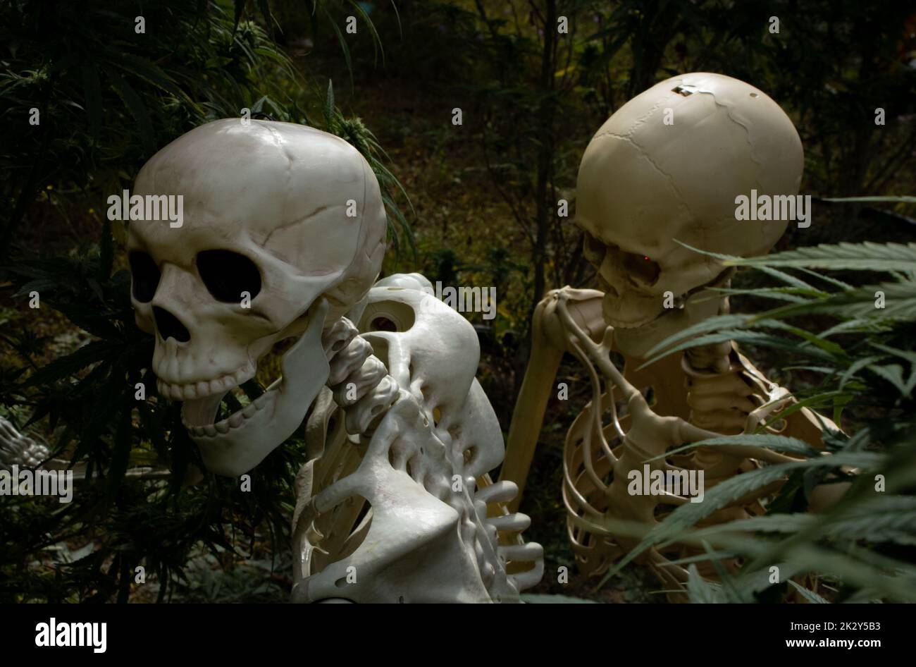 Un couple de squelettes jouant autour dans certaines plantes de marijuana Banque D'Images