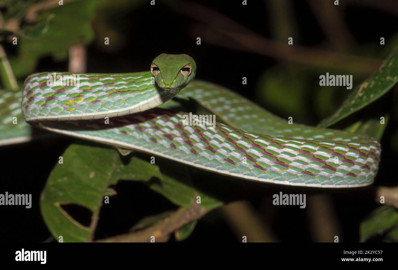 Serpent vert de vigne au nez tranchant; ahaetulla nasuta; serpent vert de vigne en action frappante du Sri Lanka Banque D'Images