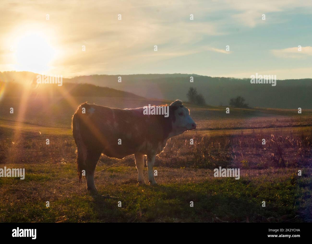 Vache dans un pré dans les rayons du soleil couchant. Banque D'Images