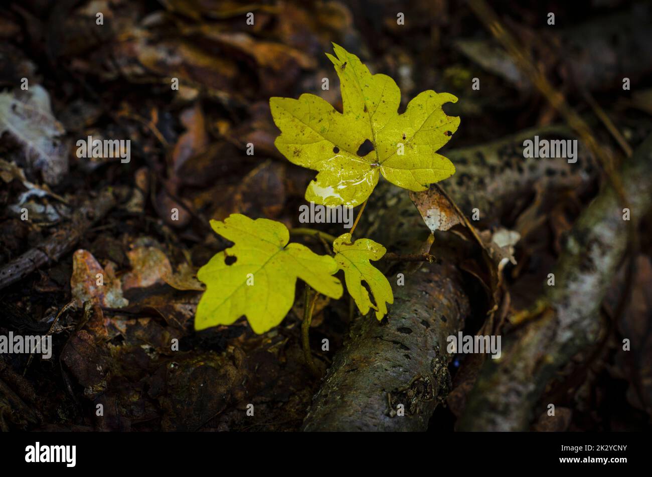 Feuilles jaunes d'automne sur fond de parc automnal Banque D'Images