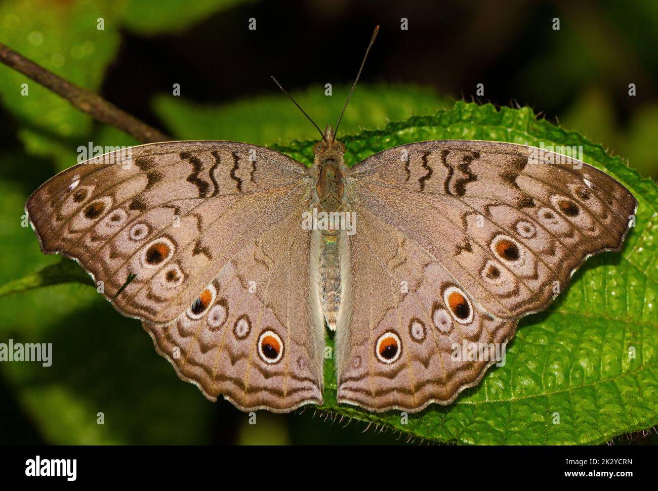 Papillon avec ses ailes s'étaler et perchée sur une feuille verte. Vue macro d'un papillon avec des taches et des yeux sur son corps sous forme de motif. Gros plan d'un in Banque D'Images