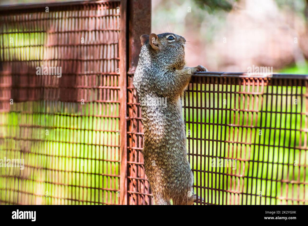 Écureuil grimpant une clôture au centre naturel de la réserve de la rivière Hassayampa à Wickenburg, Arizona, États-Unis. Banque D'Images