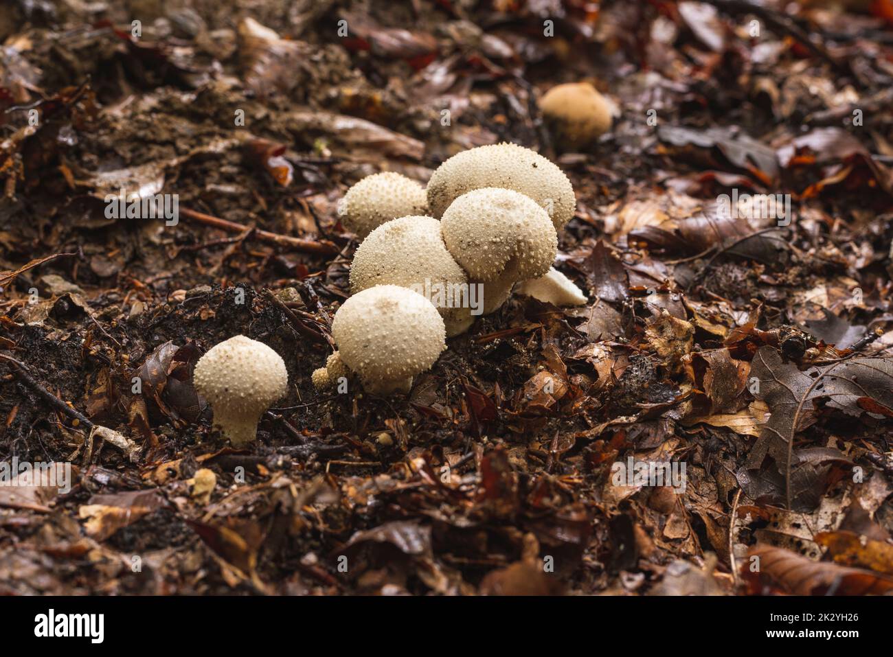 Champignons de macareux communs en groupe poussant sur le plancher de la forêt au début de l'automne Banque D'Images