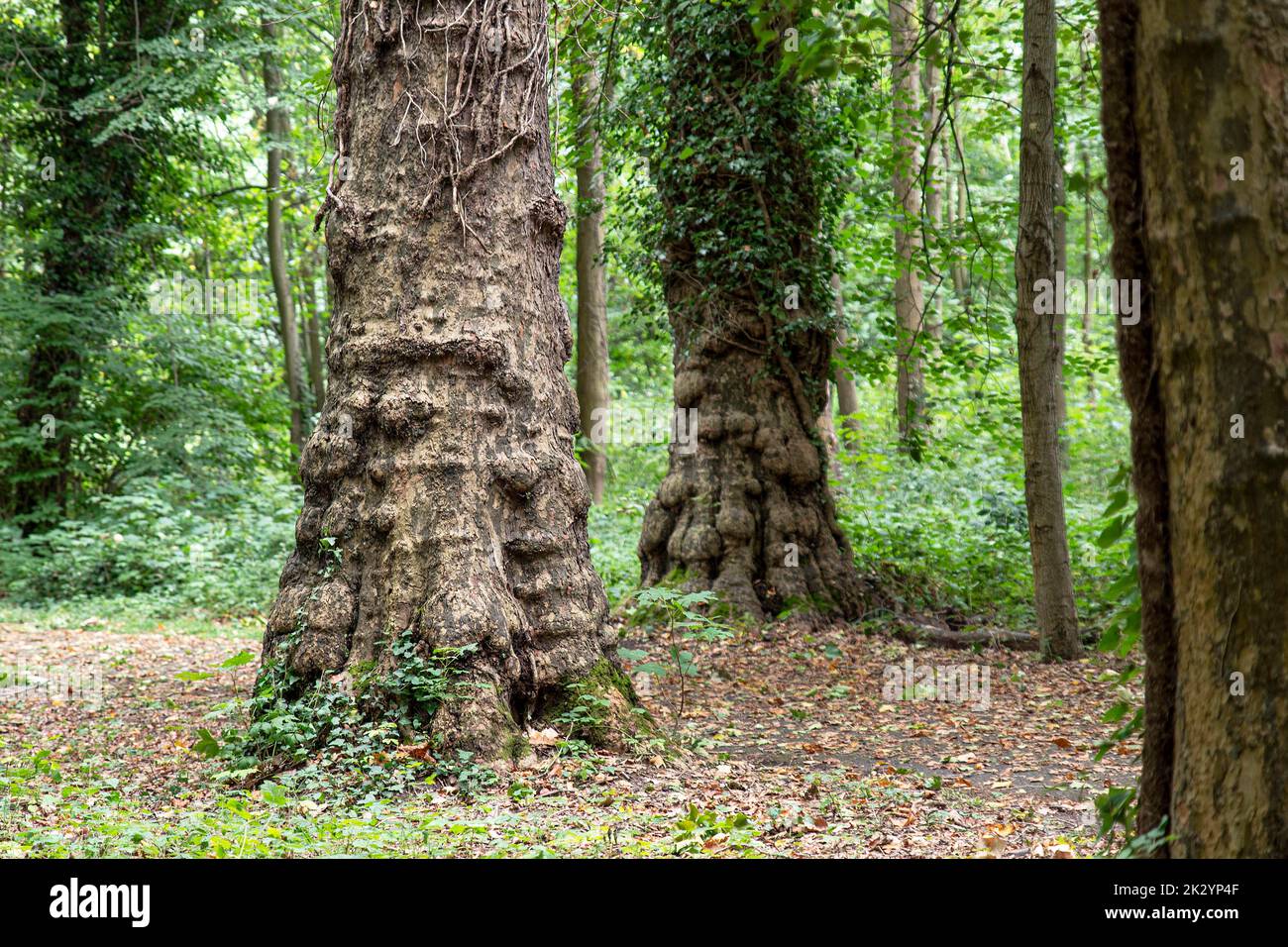 Plusieurs arbres en gros plan sur le tronc dans une forêt en été Banque D'Images
