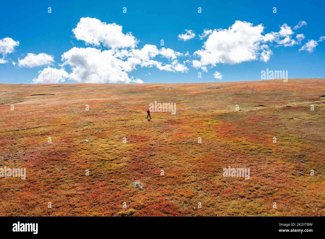 Randonneur méconnaissable sur un sentier dans la prairie sèche de myrtilles avec des nuages blancs et le ciel bleu - marche à travers le ciel - beau papier peint de paysage Banque D'Images