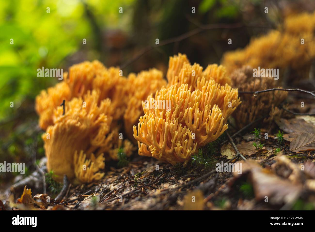 Champignons de corail jaune poussant sur le sol de la forêt au début de l'automne Banque D'Images