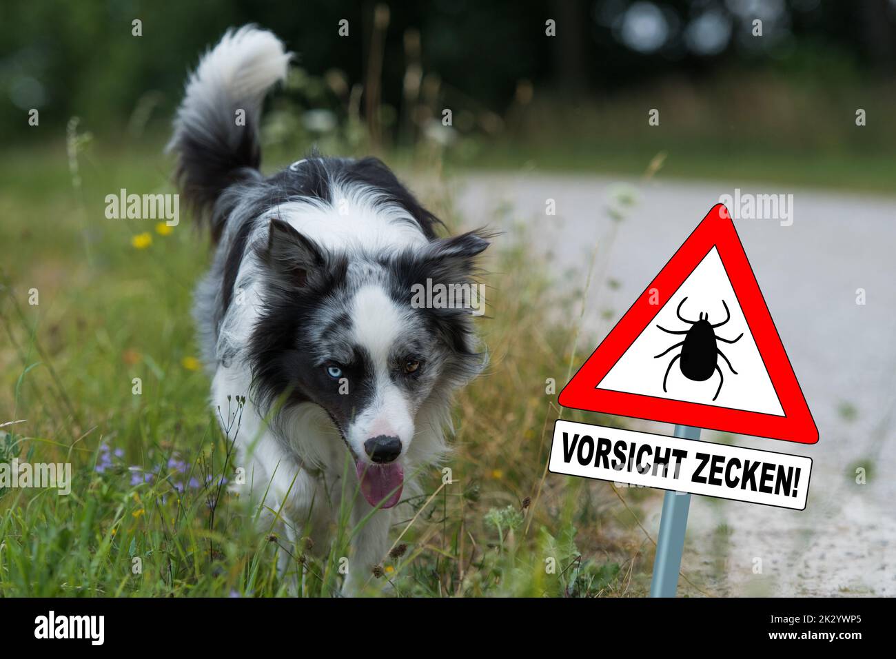 Bordure chien collie avec le signe de tiques d'attention Banque D'Images