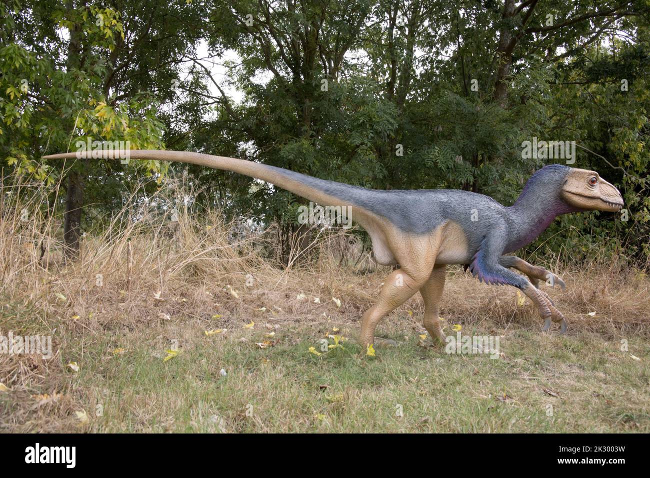 Modèle LifeSize de Deinonychus un petit dinosaure théropode carnivore All Things Wild, Honeybourne, Royaume-Uni Banque D'Images