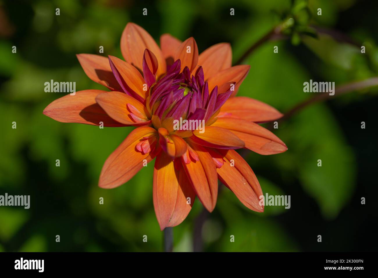 Les premiers pétales se forment sur l'aube américaine de dahlia décorative, isolée sur un arrière-plan flou Banque D'Images