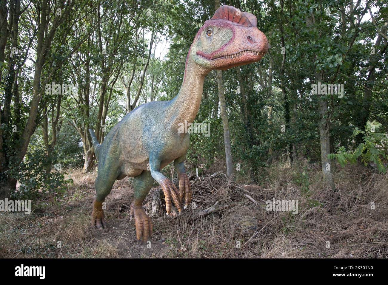 Le modèle LifeSize de Dilosaurus avec deux crêtes osseuses sur sa tête était un dinosaure de viande en mouvement rapide mangeant du Jurassique précoce à toutes choses Wild, Hone Banque D'Images