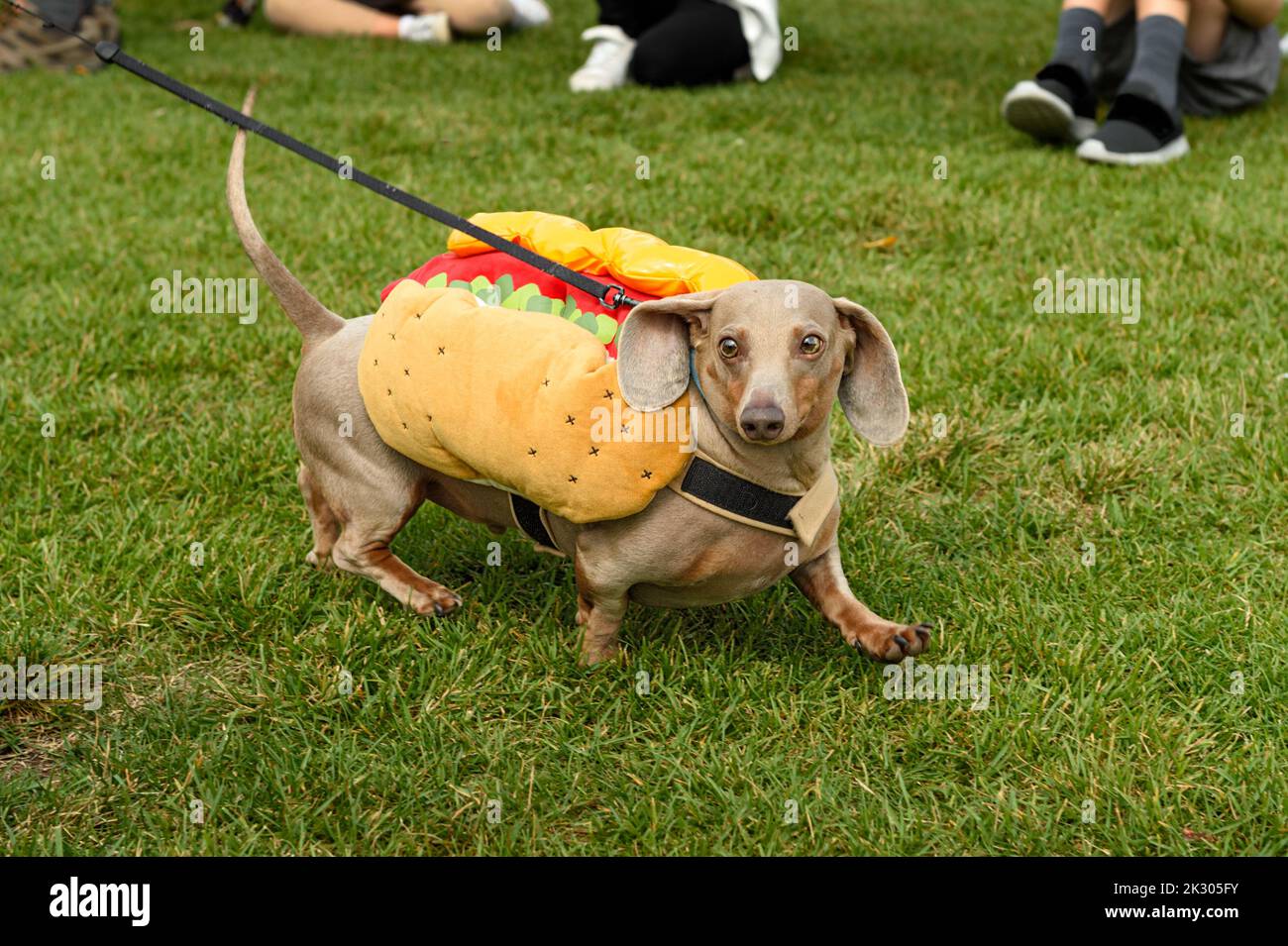 Dachshund en costume de hot dog regarde tout en trotting droit - Concours de costume de Dachshund Banque D'Images